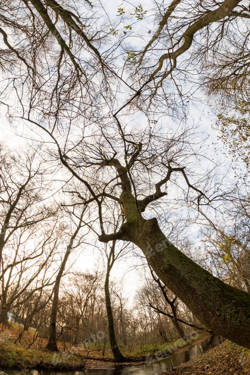 Preview: Late Autumn In The Park With Beautiful, Colorful Leaves. Fisheye Lens Effects