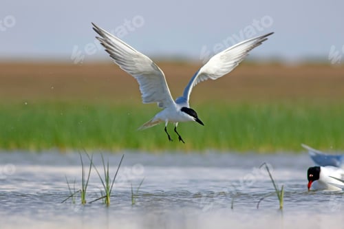 Preview: Flying White Cute Bird. Blule Green Nature Background. Bird: Gull Billed Tern. Gelochelidon