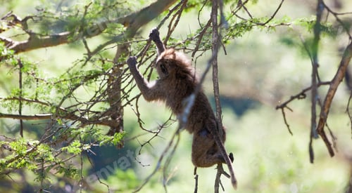 Preview: Baboon In The Forest Of Lake Nakuru National Park, Kenya
