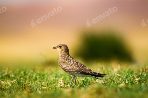 Preview: Cute Bird. Collared Pratincole / Glareola Pratincola
