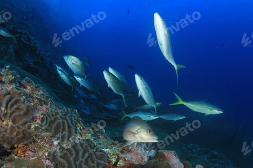 Preview: Mackerel Fish Hunting Sardines Underwater