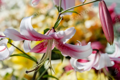 Preview: A Group Of Lilies (Lat. Lílium). Flowering Lilies In The Summer Garden. Floral Background.