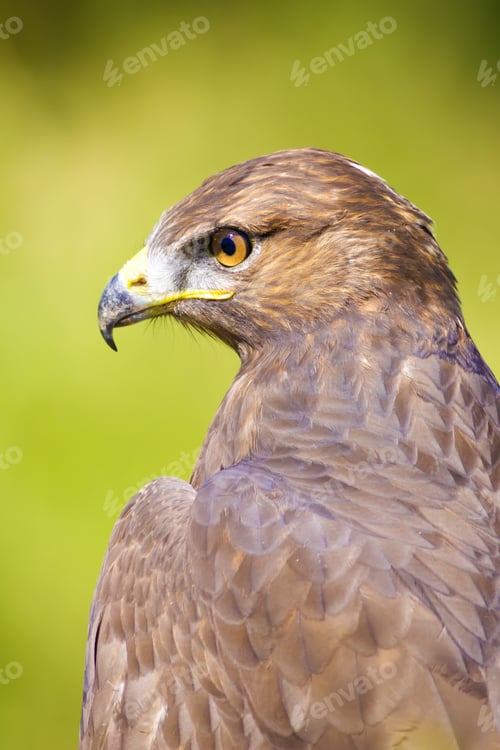 Preview: Bird Of Prey. Buzzard Portrait. Green Nature Background. Bird: Long Legged Buzzard. Buteo Rufinus.