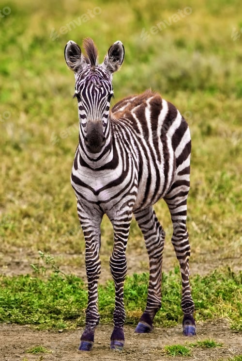 Preview: Young Zebra In The Ngorongoro Crater, Tanzania