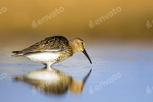 Preview: Coastal Bird. Colorful Nature Background. Common Water Bird: Curlew Sandpiper.