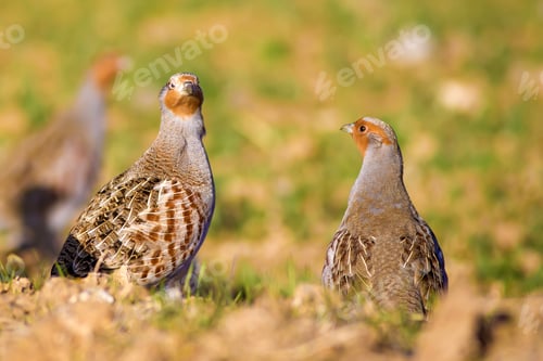 Preview: Partridges. Colorful Nature Background. Bird: Grey Partridge. Perdix Perdix.