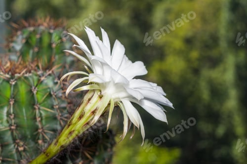 Preview: Close Up Cactus Bloom and Greenery