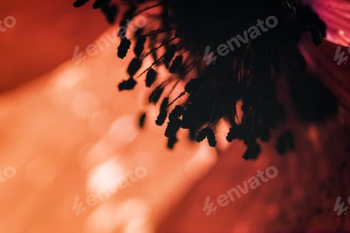 Preview: Abstract Composition With Blurred Poppy Petals