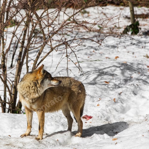 Preview: Wolf In The Bavarian Forest National Park, Bavaria, Germany