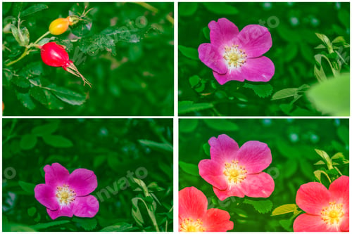 Preview: Bush Of A Dogrose On A Background Of A Summer Landscape