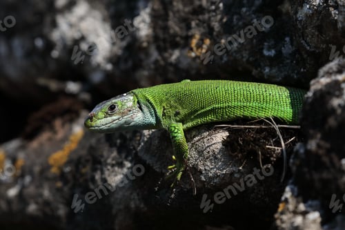 Preview: Western Green Lizard Sits In A Dry Stone Wall Germany