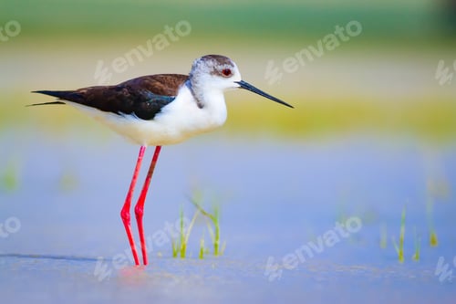 Preview: Cute Water Bird. Natural Background.