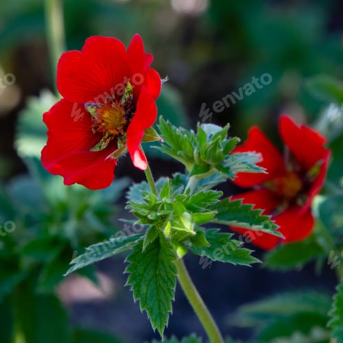Preview: Scarlet Cinquefoil Monarchs Velvet Flower (Potentilla Thurberi Monarchs Velvet) In Summer Garden