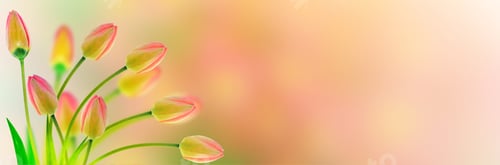 Preview: Bright And Colorful Flowers Tulips On The Background Of Spring Landscape.