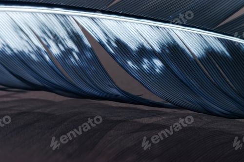 Preview: Colorful Hen Feather With Details And Reflexions