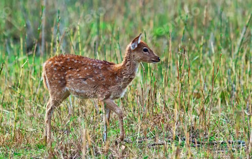 Preview: Young Chital Or Cheetal Deer (Axis Axis), Also Known As Spotted Deer Or Axis Deer In The