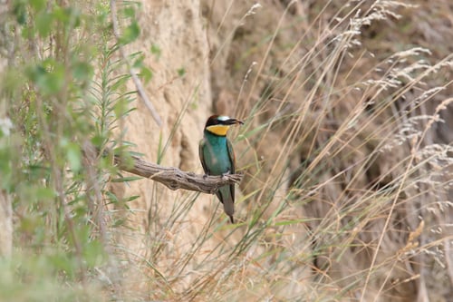 Preview: European Bee-Eater Baden Wuerttemberg