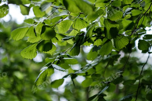 Preview: Young Fresh Linden Tree Leaves In Forest Summer After The Rain With Blur Background