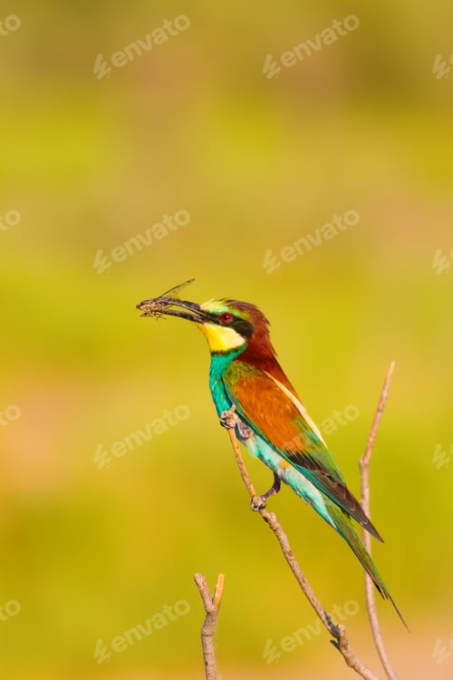 Preview: Colorful Bird. Warm Colors Nature Background.