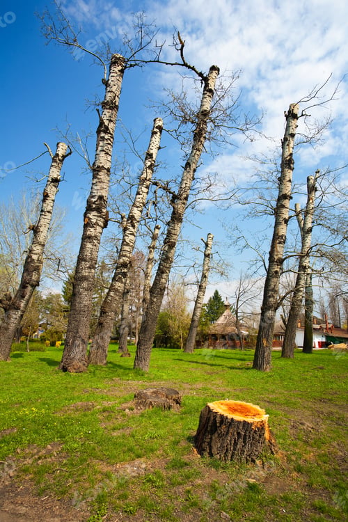 Preview: Landscape From A Park With Cut Trees And Stump