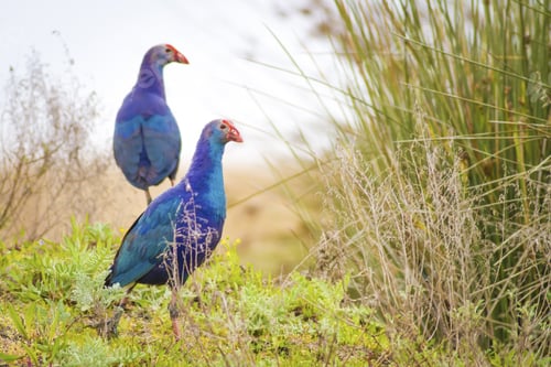 Preview: Blue, Purple Bird Swamphen Purple Swamphen Porphyrio Porphyrio