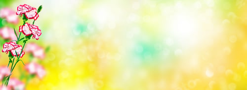 Preview: Natural Floral Background Of Bright Flowers Carnation