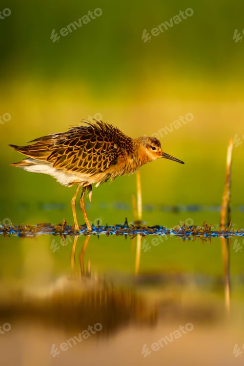 Preview: Cute Bird. Nature Background.