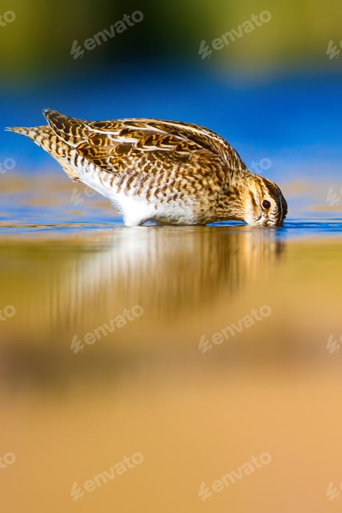 Preview: Nature And Bird. Colorful Nature Background. Bird: Common Snipe. Gallinago Gallinago.