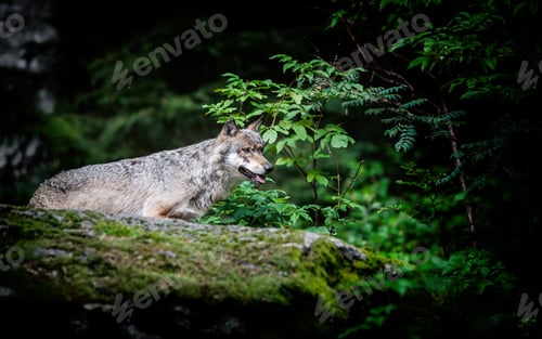 Preview: Wolf In The Bavarian Forest National Park, Bavaria, Germany
