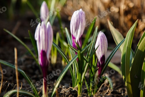 Preview: Purple And Wellow, White Crocuses Field Flowers. Beautiful Springtime Early-Flowering Bulbs In