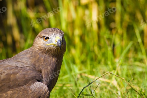 Preview: Bird Of Prey. Buzzard Portrait. Green Nature Background. Bird: Long Legged Buzzard. Buteo Rufinus.