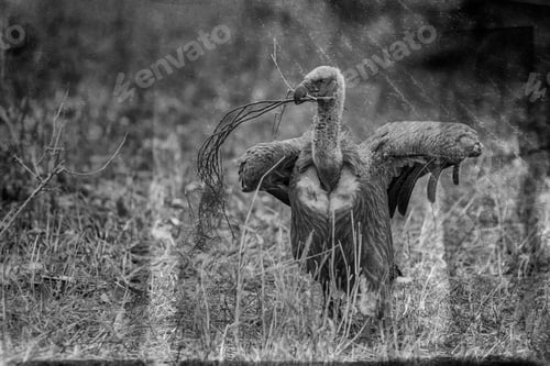 Preview: Vulture In The Etosha National Park, Namibia, Vintage Style