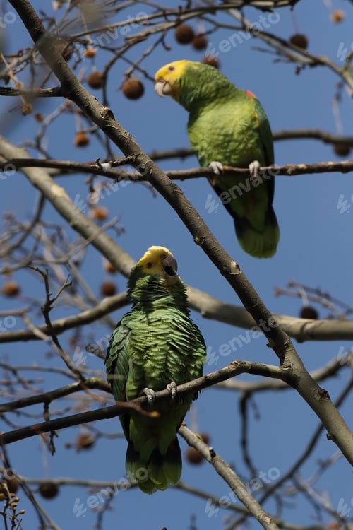 Preview: Yellow-Headed Amazon (Amazona Oratrix), Rosenstein Park, Stuttgart, Baden-Wuerttemberg