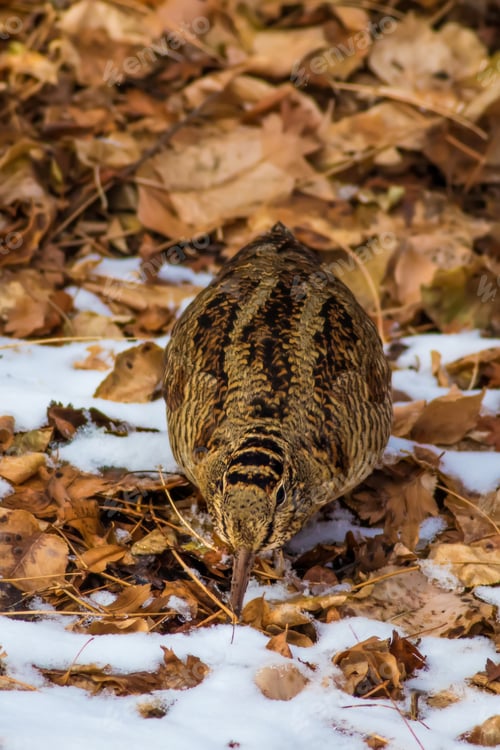 Preview: Winter, Dry Leaves And Woodcock. Camouflage Bird. Eurasian Woodcock. Scolopax Rusticola. Nature