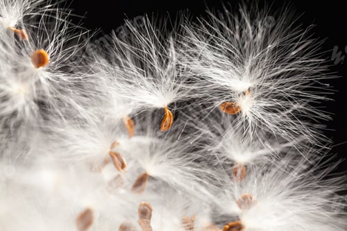 Preview: Abstract Composition With Dried Plants Seeds. Looks Like Dandelion Seeds