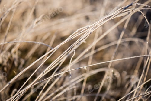 Preview: Frosty Grass In Winter In Cold Morning