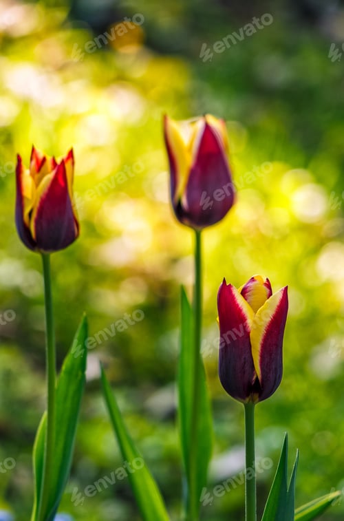 Preview: Tulip With Yellow Stripe On Blurry Background Of Shady Glade With More Flowers Lit With Sun Ray
