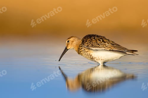 Preview: Colorful Nature And Water Bird. Blue Water, Yellow Sand Background. Bird: Curlew Sandpiper