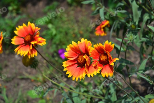 Preview: Gaillardia (Blanket Flower) In Bloom