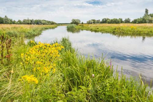 Preview: Colorful Overgrown Banks Of A Narrow River In A Rural Landscape.