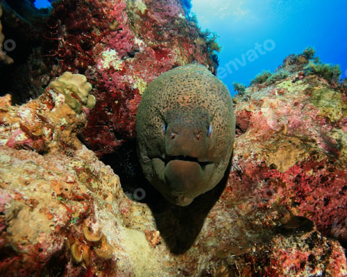 Preview: Giant Moray Eel (Gymnothorax Javanicus)