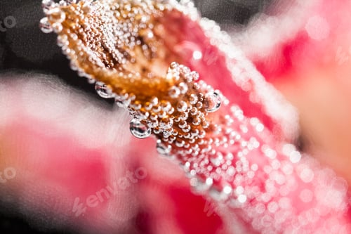 Preview: Abstract Underwater Composition With Blurry Orchid Petals, Bubbles And Light