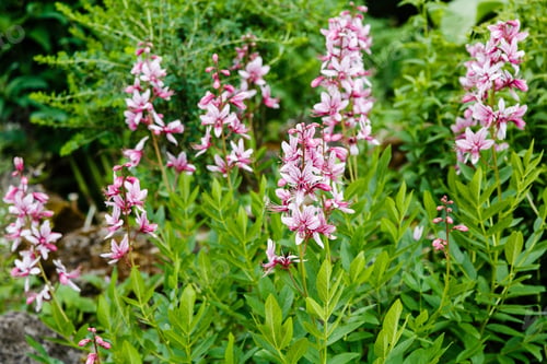 Preview: Dictamnus In Spring Garden. Bush Of Moses, The Burning Bush.