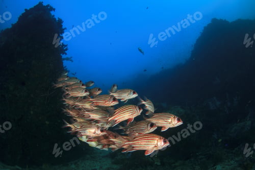 Preview: Fish On Underwater Coral Reef In Ocean