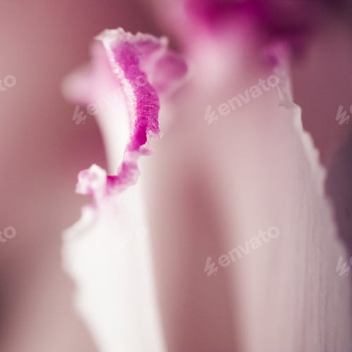 Preview: Abstract, Macro Shot Of Cyclamen Petals. Image Has Grain Texture Visible On Its Maximum Size