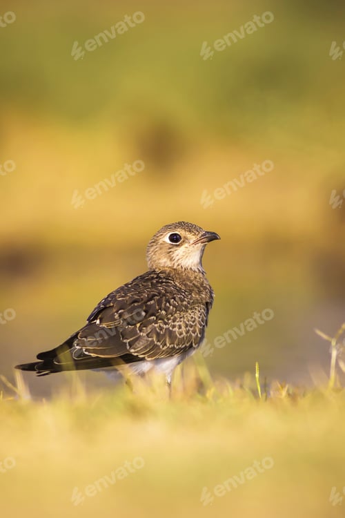 Preview: Cute Bird Pratincole And Green Yellow Nature Background. Collared Pratincole. Glareola Pratincola