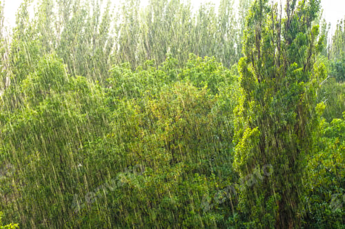 Preview: Green Trees In A Strong Summer Rain