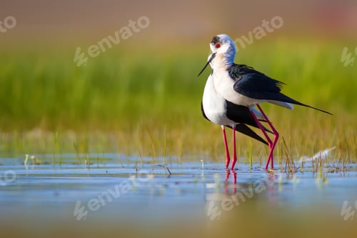 Preview: Romantic Birds. Blue Green Nature Background Black Winged Stilt