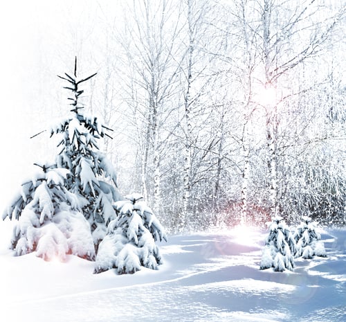 Preview: Winter Forest. Winter Landscape.