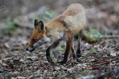 Preview: Red Fox (Vulpes Vulpes) Germany
